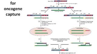 Transformation and Oncogenesis Lecture 19 [upl. by Immij596]