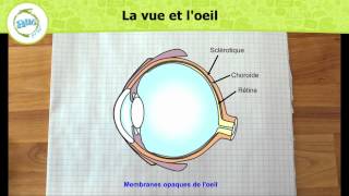 la structure de loeil [upl. by Fiertz]