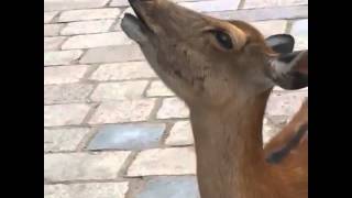 Vine Epic deer scream by hasn [upl. by Ikcaj315]