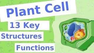 The Plant Cell  13 Key Structures [upl. by Stilu]