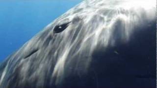 Sperm Whale Greeting [upl. by Amaty]