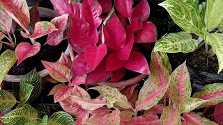 26 Types of Aglaonema Varieties  Update to 18 Types of Aglaonema Varieties Video [upl. by Francine]