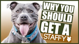 STAFFORDSHIRE BULL TERRIER 5 Reasons Why YOU SHOULD GET a Staffy [upl. by Hagep]