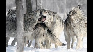 Meilleure documentaire ANIMAUX Le loup gris 2019 [upl. by Jecoa881]