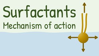 Surfactants Mechanism of Action [upl. by Osnola788]