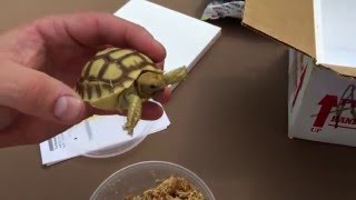 Baby Sulcata Tortoise Unboxing From TortoiseSupplycom [upl. by Corie355]