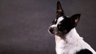 How to Teach a Chihuahua Tricks  Dog Tricks [upl. by Nakhsa]