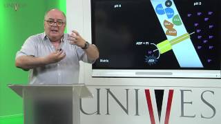 Bioquímica  Aula 14  Fosforilação Oxidativa [upl. by Atworth]