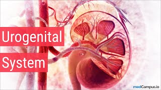 Embryology Urogenital System [upl. by Ayiak725]