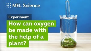 quotPhotosynthesisquot experiment How to make oxygen at home [upl. by Story]