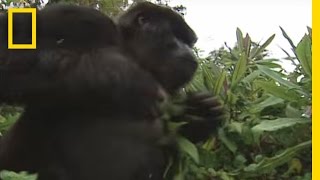 How to Survive a Gorilla Charge  National Geographic [upl. by Solberg]