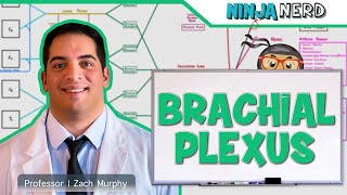 Neurology  Brachial Plexus [upl. by Pagas]