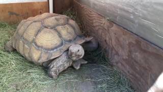 Outdoor DIY Sulcata Tortoise Housing In Cooler Climates [upl. by Mahgem]