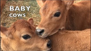 BABY COWS PLAYING LIKE SCHOOL KIDS TALKING BABY COW COMPILATION 3 [upl. by Dorris]