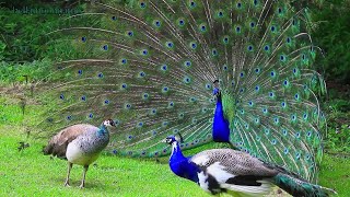 Peacock Mating Behavior  Peacock Dancing [upl. by Ebocaj]