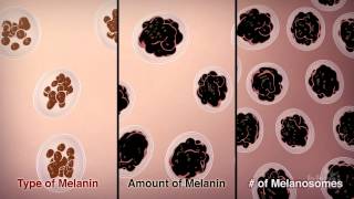 How We Get Our Skin Color  HHMI BioInteractive Video [upl. by Tadd108]