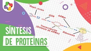 Síntesis de proteínas  Biología  Educatina [upl. by Lucius]