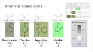 Biochemistry 40 Introduction to amino acids [upl. by Gellman]