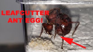 LEAFCUTTER ANT QUEEN LAYING AN EGG  Day 11 [upl. by Arman887]