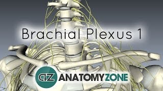 Brachial Plexus  Branches  3D Anatomy Tutorial [upl. by Annekim]