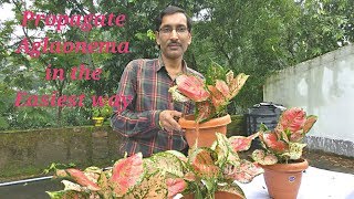 How to Propagate the most beautiful plant Red Aglaonema in the easiest way [upl. by Namijneb]