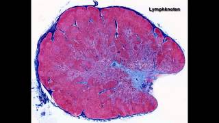 Histologie ─ Lymphatische Organe [upl. by Nabalas]