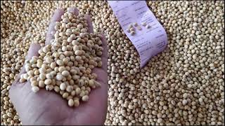 16 August 2024 Dewas Mandi soybean bhav  कृषि उपज मंडी देवास सोयाबीन भाव  आज का सोयाबीन भाव [upl. by Kirby79]