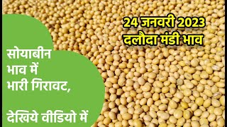 24 जनवरी 2023 सोयाबीन भाव में भारी गिरावट  Daloda Mandi Bhav  Soybean Mandi Bhava [upl. by Alliuqet]