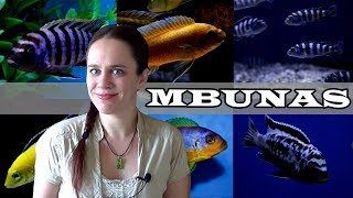 The Mbuna Aquarium  Lake Malawi African Cichlids [upl. by Yelnek24]