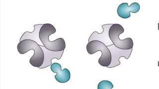 Allosteric Regulation of Enzymes [upl. by Aklim1]