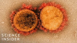 How Viruses Like The Coronavirus Mutate [upl. by Amos]