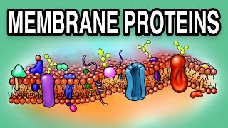 MEMBRANE PROTEINS  Types and Functions [upl. by Enelra25]