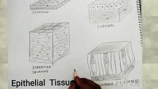 how to draw epithelial tissues [upl. by Melloney]