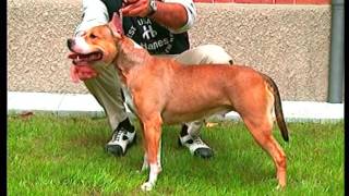 American Staffordshire Terrier  Pet Dog Documentary English [upl. by Wickner]