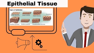 Epithelial Tissue for beginners [upl. by Correna]