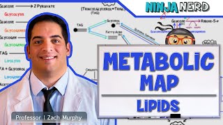 Metabolism  The Metabolic Map Lipids [upl. by Adnawad147]