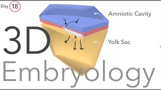 Gastrulation  Embryology [upl. by Nisotawulo]