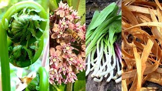 Wild Food Foraging Season 3 Milkweed Tree Cambium Fiddlehead Pine Cattail Evergreens Birch [upl. by Roots]