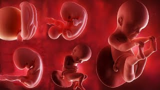 Fetal development month by month [upl. by Kataway]