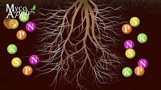 Mycorrhizal Animation [upl. by Saddler]