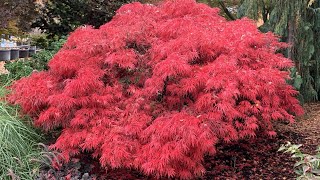 CRIMSON QUEEN JAPANESE MAPLE  JAPANESE MAPLES [upl. by Anahcra906]