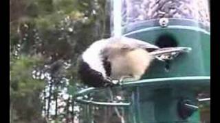 Squirrel Spins Off of Bird Feeder [upl. by Corotto]