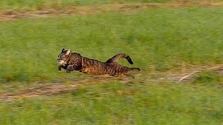 Running cat  slow motion 100fps [upl. by Esserac]