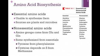 135Overview of Amino Acid Biosynthesis [upl. by Camel]