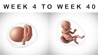 Fetal Development Week by Week Baby Growth in the Womb [upl. by Ilyak11]