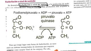 ATP fosforilación y defosforilación 2º Bach [upl. by Stephen]