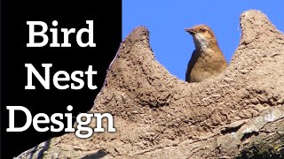 Bird Nest Designs  How Do Birds Make Nests [upl. by Allehcim15]