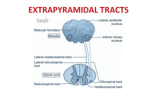 Extrapyramidal Tracts [upl. by Garik]