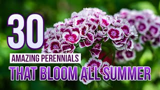 30 Amazing Perennials That Bloom All Summer [upl. by Lowis]