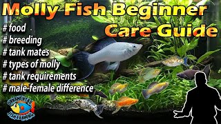 Molly Fish  Beginner Care Guide – breeding amp feeding [upl. by Arahsat]